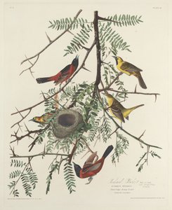 Orchard Oriole alkotó: Robert Havell after John James Audubon