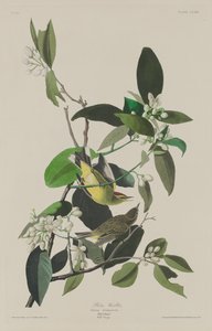 Pálmakacska alkotó: Robert Havell after John James Audubon