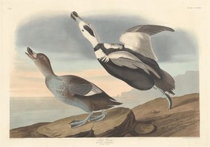 Piros kacsa alkotó: Robert Havell after John James Audubon