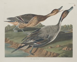 Pin-farkú kacsa alkotó: Robert Havell after John James Audubon