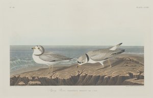 Piping Plover alkotó: Robert Havell after John James Audubon