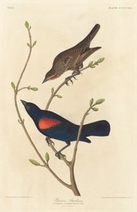 Prairie Starling alkotó: Robert Havell after John James Audubon