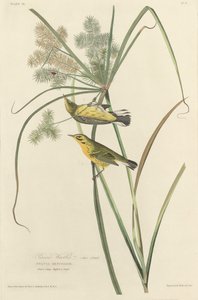 Préri poszáta alkotó: Robert Havell after John James Audubon