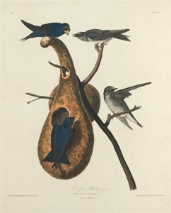 Lila Márton alkotó: Robert Havell after John James Audubon