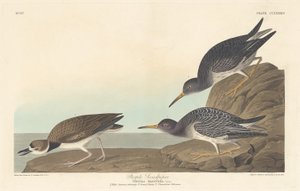 Purple Sandpiper alkotó: Robert Havell after John James Audubon