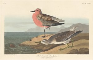 Vörösmellű homokozó alkotó: Robert Havell after John James Audubon