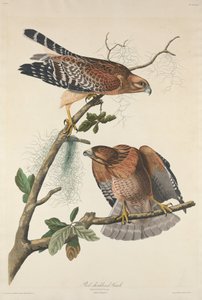 Vörös vállú Hawk