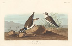 Ring Plover alkotó: Robert Havell after John James Audubon