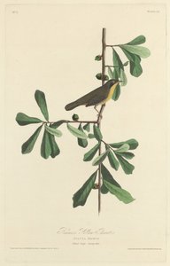 Roscoe sárga torka alkotó: Robert Havell after John James Audubon