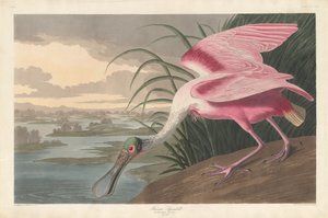 Roseate Spoonbill alkotó: Robert Havell after John James Audubon