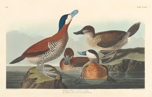 Piroskacsa alkotó: Robert Havell after John James Audubon