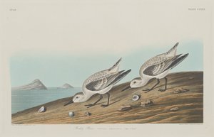 Ruddy Plover alkotó: Robert Havell after John James Audubon