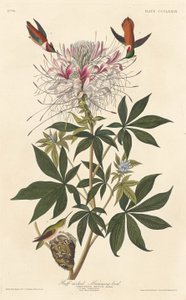 Nyakú kolibri alkotó: Robert Havell after John James Audubon
