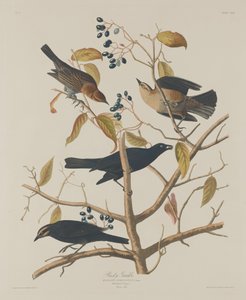 Rozsdás Grakle alkotó: Robert Havell after John James Audubon