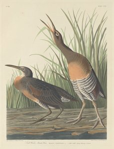 Salt Water Marsh Tyúk alkotó: Robert Havell after John James Audubon
