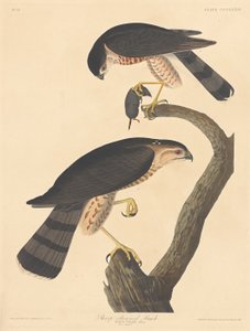 Éles lábú Hawk alkotó: Robert Havell after John James Audubon