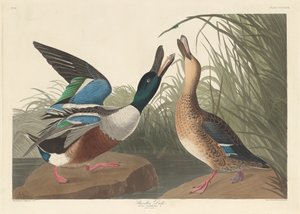 Lapátkacsa alkotó: Robert Havell after John James Audubon