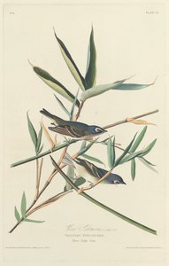 Magányos légykapó alkotó: Robert Havell after John James Audubon