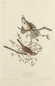 Dal Veréb alkotó: Robert Havell after John James Audubon