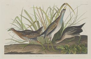 Sora vagy Rail alkotó: Robert Havell after John James Audubon