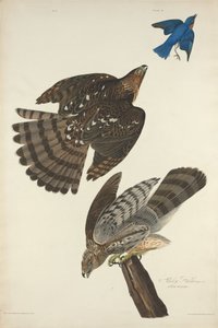 Stanley Hawk alkotó: Robert Havell after John James Audubon