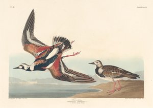 Követő alkotó: Robert Havell after John James Audubon