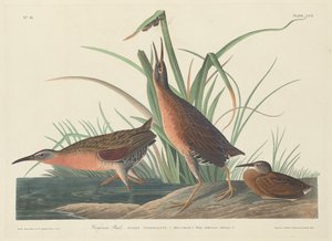 Virginia Rail alkotó: Robert Havell after John James Audubon