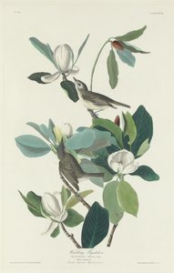 Harcos légykapó alkotó: Robert Havell after John James Audubon