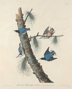 Fehérmellű fekete sapkás dió alkotó: Robert Havell after John James Audubon