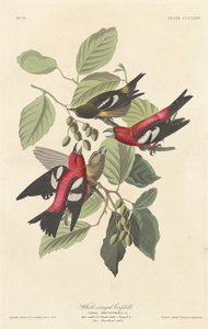 Fehérszárnyú keresztcsőrű alkotó: Robert Havell after John James Audubon