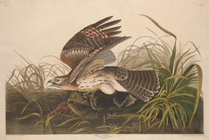 Winter Hawk alkotó: Robert Havell after John James Audubon