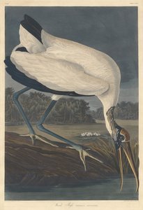 Fa Ibis alkotó: Robert Havell after John James Audubon