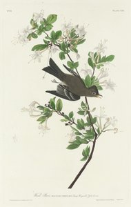 Fa Pewee alkotó: Robert Havell after John James Audubon