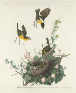 Sárgamellű Chat alkotó: Robert Havell after John James Audubon