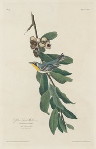Sárgatorkú poszáta alkotó: Robert Havell after John James Audubon