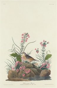 Sárgaszárnyú veréb alkotó: Robert Havell after John James Audubon