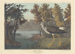 Sárga szár alkotó: Robert Havell after John James Audubon