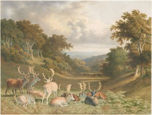 Szarvasbikák a kentbeli Knole Parkban alkotó: Robert Hills