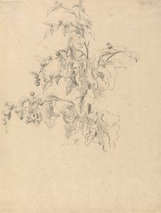 Lombozat tanulmányozása alkotó: Robert Hills