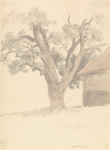 Diófa alkotó: Robert Hills