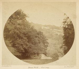 Box Hill, Surrey alkotó: Robert Howlett