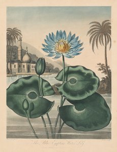 A Flora temploma, avagy a természet kertje: kék egyiptomi tavirózsa