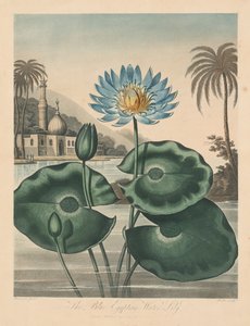 A Flora temploma, avagy a természet kertje: kék egyiptomi tavirózsa, 1804.