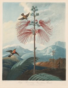 A Flora temploma, avagy a természet kertje: Nagy virágzó érzékeny növény, 1799-1807.
