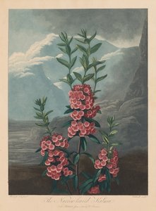A Flora temploma, avagy a természet kertje: keskeny levelű kalmia, hegyi babér, 1804.
