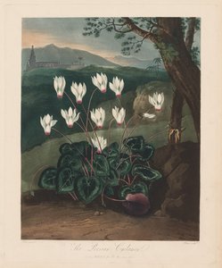 A Flora temploma, avagy a természet kertje: A perzsa ciklámen