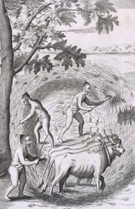 A rizs taposásának módja, az An Historical Relation of the Island Ceylon, pubból. 1681-es metszet alkotó: Robert Knox