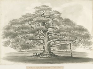 Blithfield – Bagot