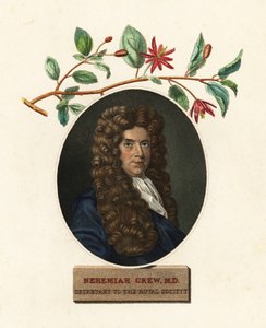 Nehemiah Grew orvos és botanikus portréja.1809 (metszet)