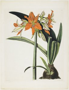 Amaryllis fulgida (Csíkos csöves Amaryllis), 1831-34 (akvatinta gravírozással, színes nyomtatással és kézzel színezett)